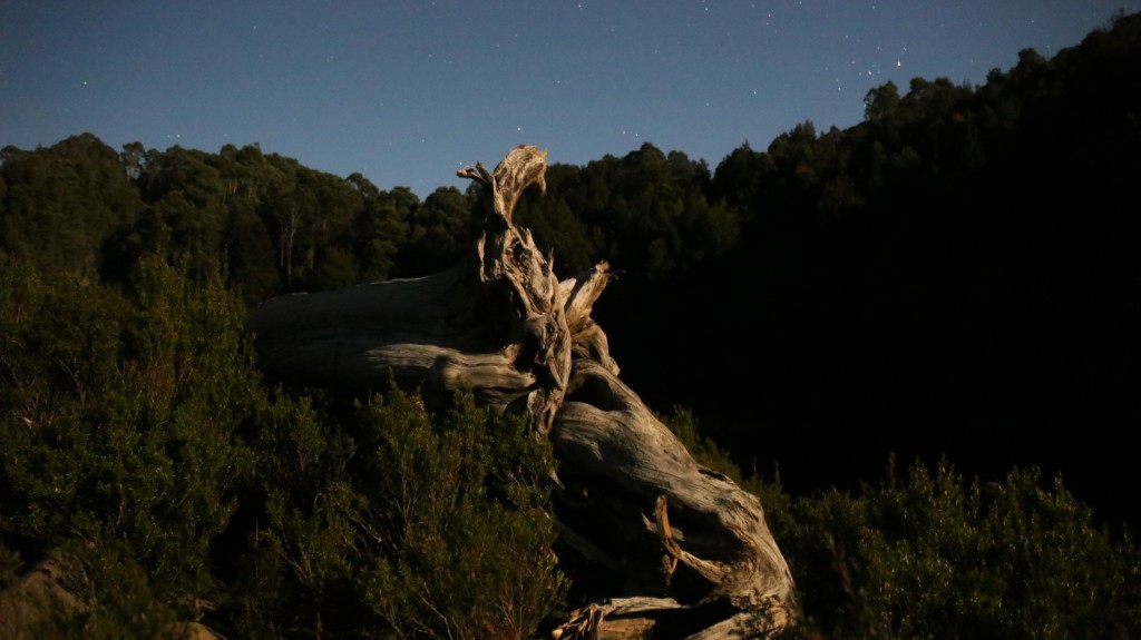 Moonlit Huon Pine sculpture at Rafters Basin