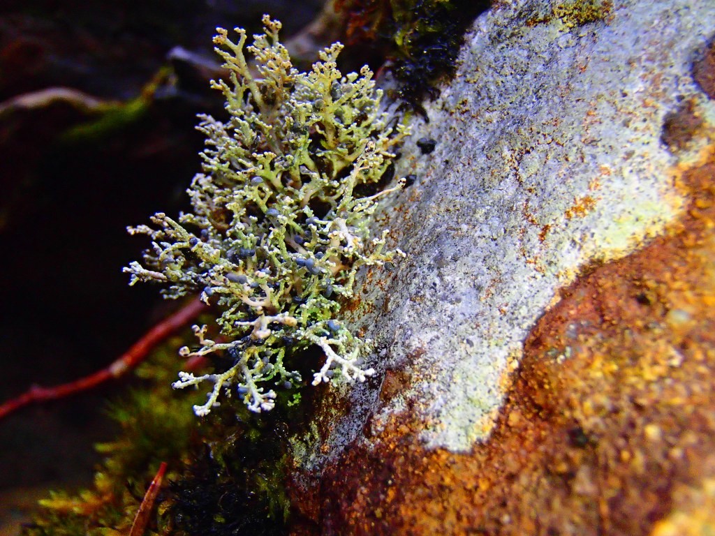 Fruticose Lichen at Newlands Camp