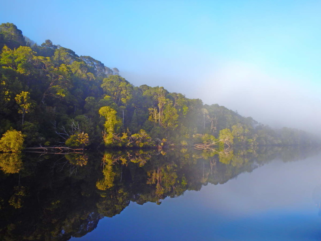 Temperate Rainforest along the banks of the Gordon River - at Water by Nature Tasmania, Franklin River Rafting™