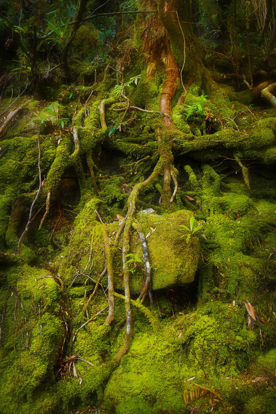 Temperate Rainforest on the Franklin River, Photo: W. Glowacki