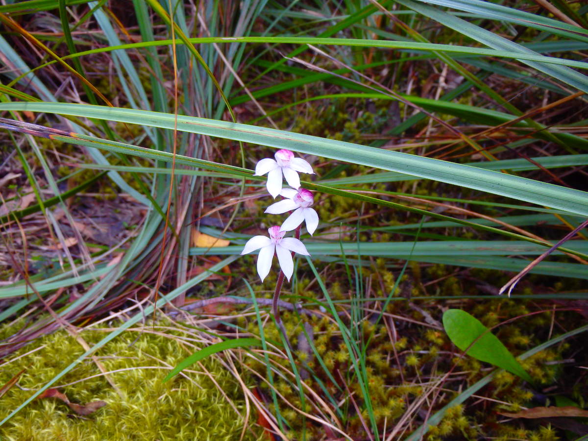 Alpine Finger-orchid - Caladenia alpina. Flowering November to January in montane habitats. — at Water by Nature Tasmania - Franklin River Rafting.