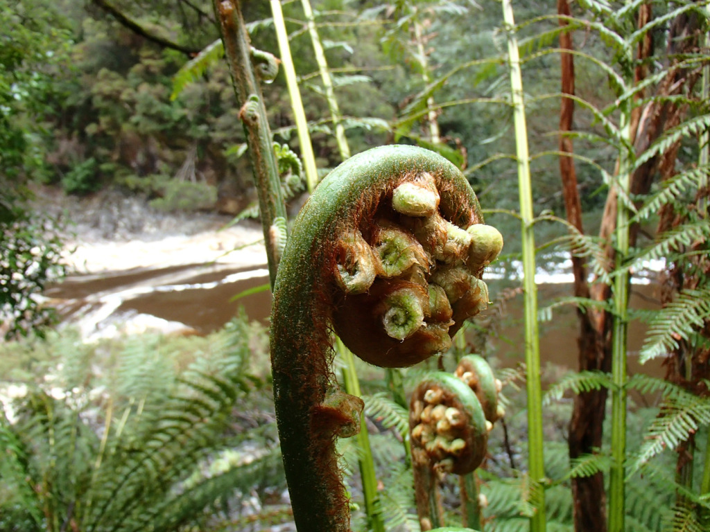 Unravelling young ferns, Water by Nature Tasmania, Franklin River Rafting ™