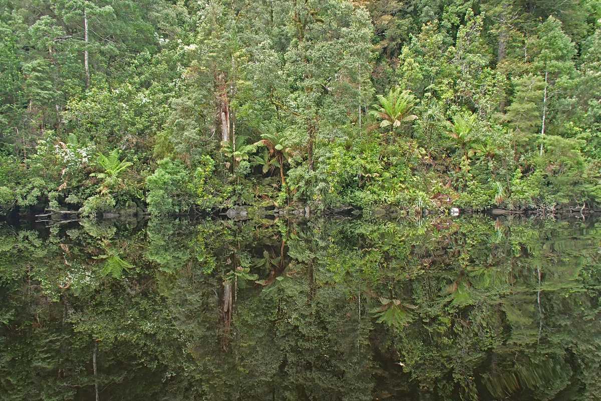 Reflections of temperate rainforest along the Gordon River Tasmania