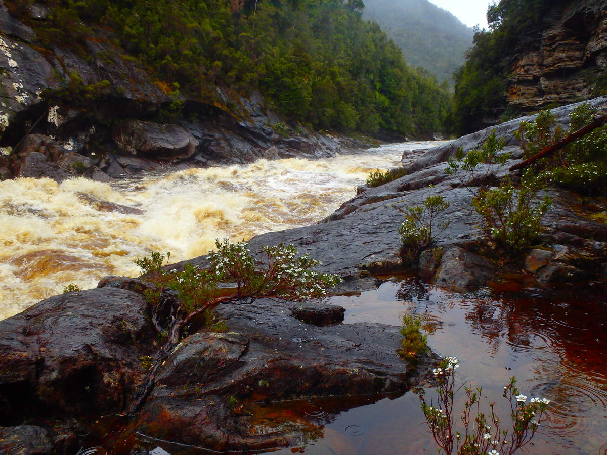 Flood at Newlands Cascades after 60mm of rain in less than 24 hours - at Water by Nature Tasmania, Franklin River Rafting ™
