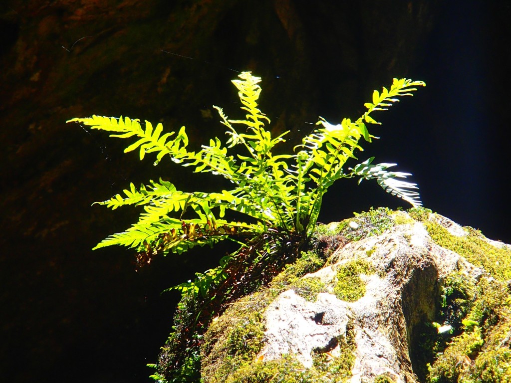 Look at me! Perfect light installation for a Mother Shield-fern (Polystichum proliferum)