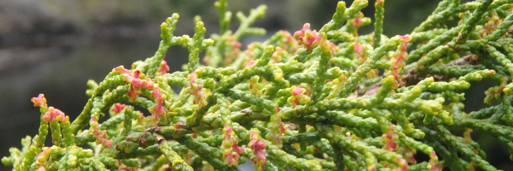 Huon pine leaves with fresh shoots - Lagarostrobos franklinii