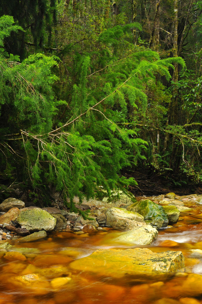 Huon Pine at Interlude Creek, Photo: D. James, Water by Nature Tasmania, Franklin River Rafting ™