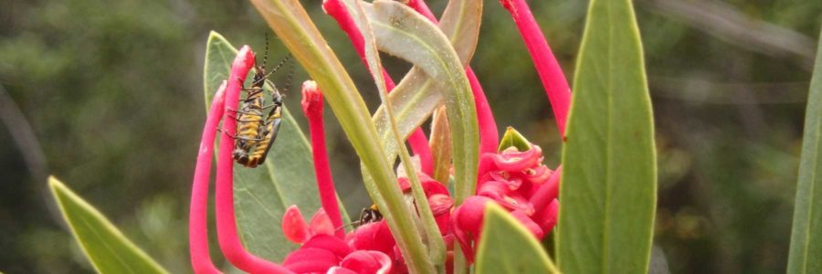 Tasmanian waratah flower