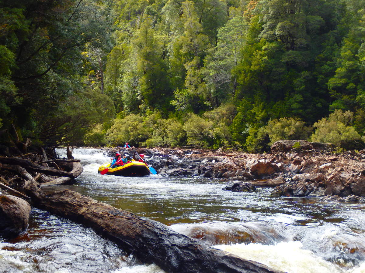 Shooting a small rapid on the Middle Franklin River. — at Water by Nature Tasmania - Franklin River Rafting.